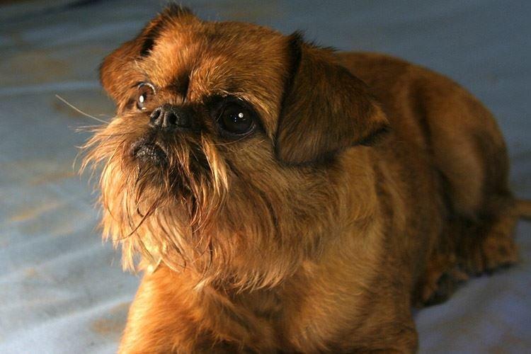 Брюссельский гриффон - маленькие породы собак Брюссельский гриффон - маленькие породы собак