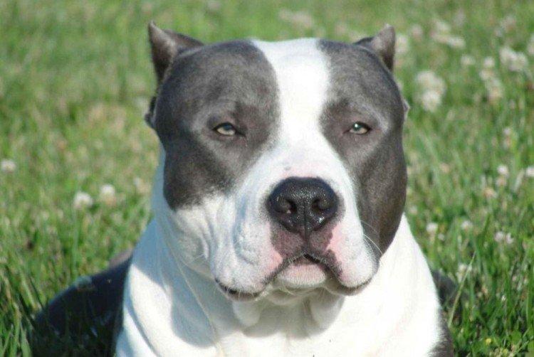 Отношение к хозяину - Характер питбуля Отношение к хозяину - Характер питбуля