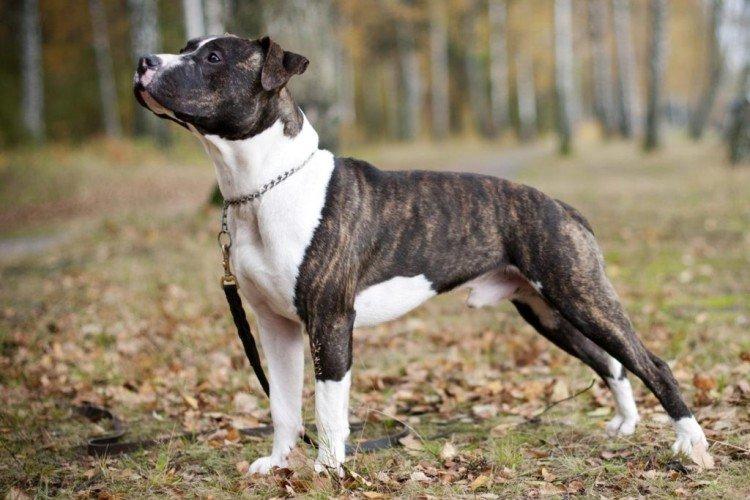 Отношение к детям - Характер питбуля Отношение к детям - Характер питбуля