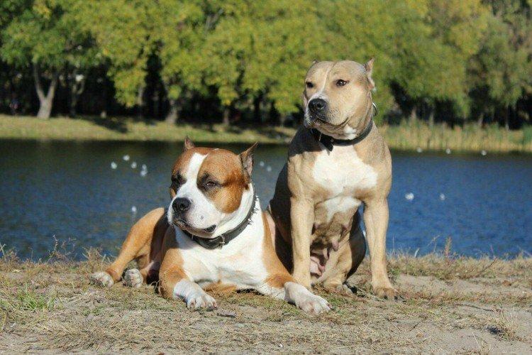 Прогулки - Уход за питбулями Прогулки - Уход за питбулями