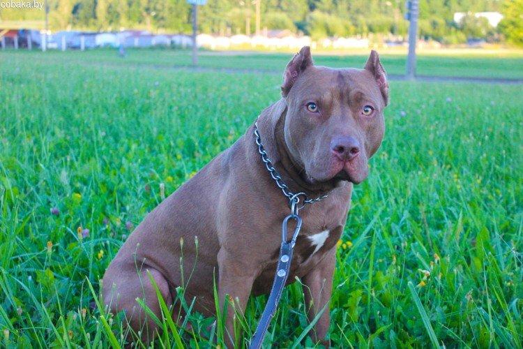 Обучение и обучение - Pit Bull Care Обучение и обучение - Pit Bull Care