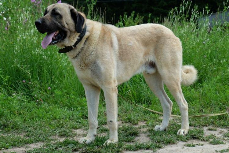 Анатолийская овчарка - самые большие собаки в мире
