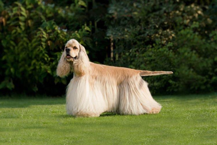 Американский кокер-спаниель - средние породы собак Американский кокер-спаниель - средние породы собак