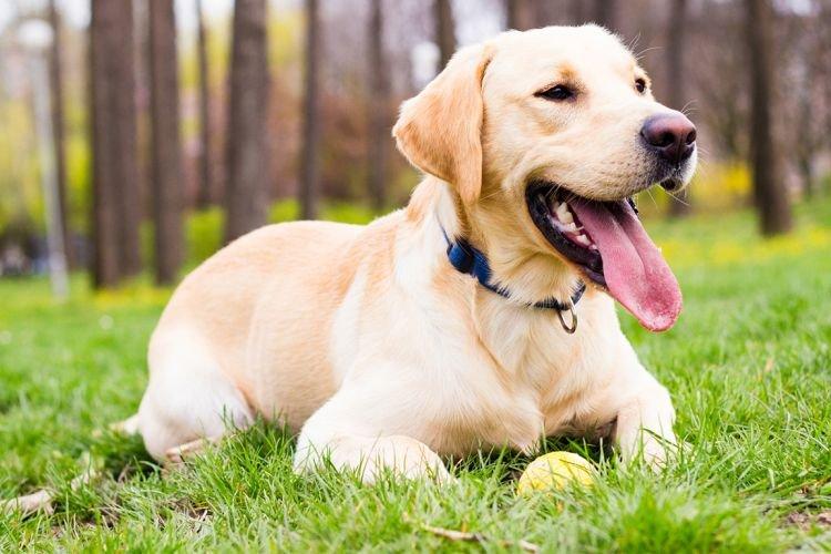 Лабрадор-ретривер — порода собак средних размеров Лабрадор-ретривер — порода собак средних размеров