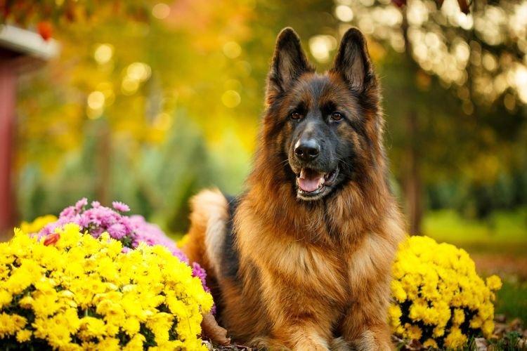 Немецкая овчарка - породы собак среднего размера Немецкая овчарка - породы собак среднего размера
