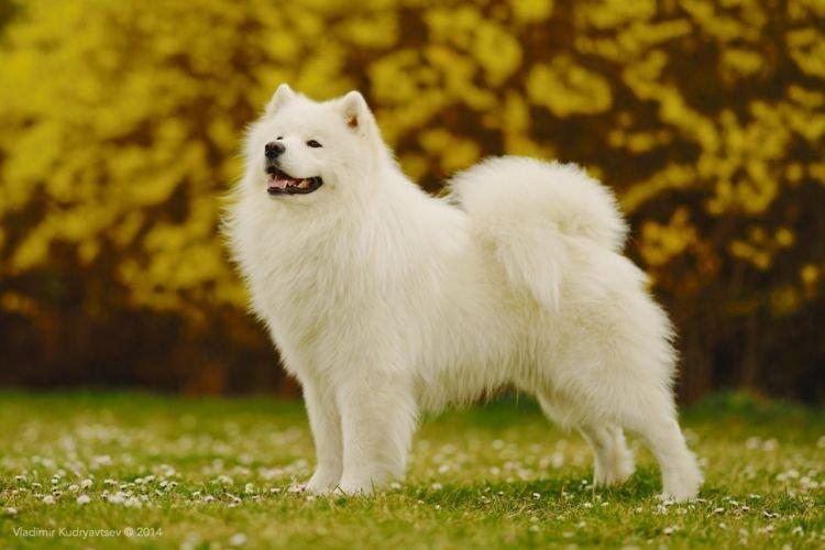 Самоед - средние породы собак Самоед - средние породы собак