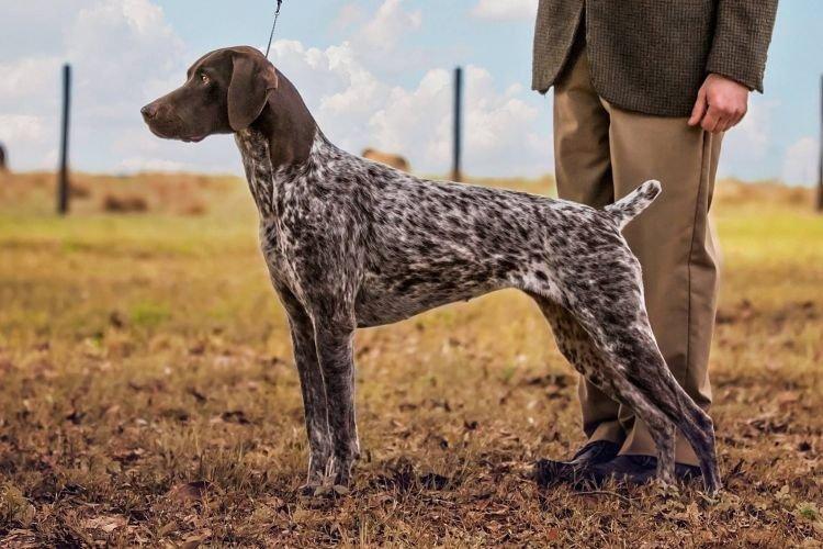 Пойнтер - средние породы собак Пойнтер - средние породы собак