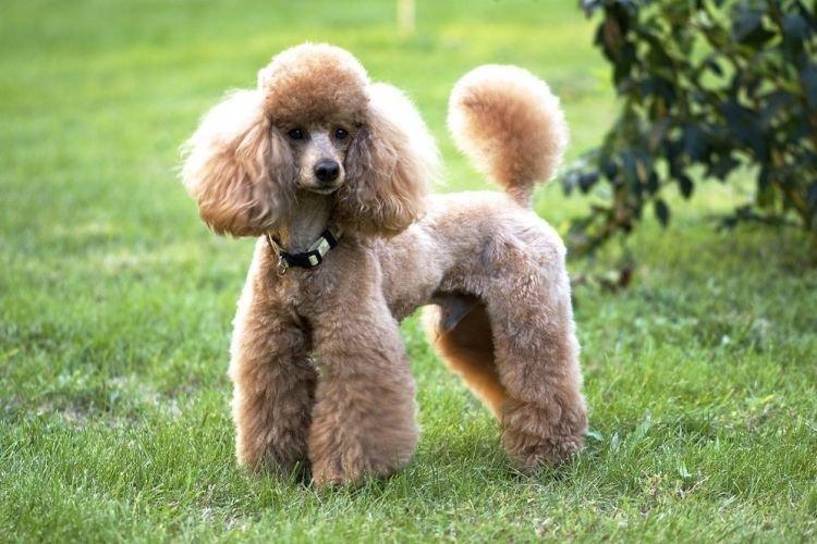 Пудель - средние породы собак Пудель - средние породы собак