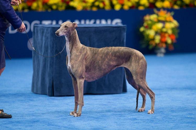 Грейхаунд - средние породы собак Грейхаунд - средние породы собак