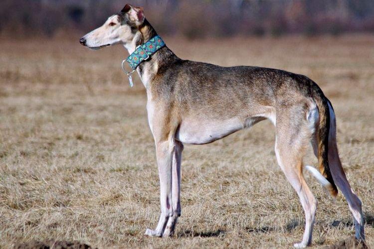 Хортая борзая - средние породы собак Хортая борзая - средние породы собак