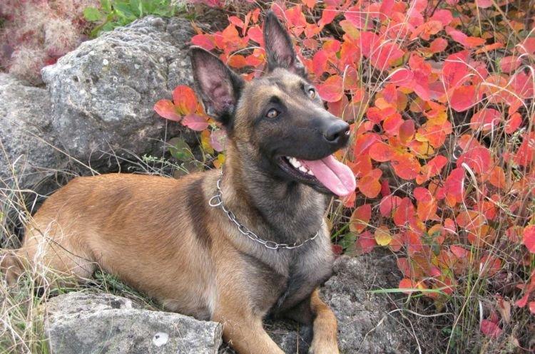 Бельгийская овчарка — порода собак среднего размера Бельгийская овчарка — порода собак среднего размера