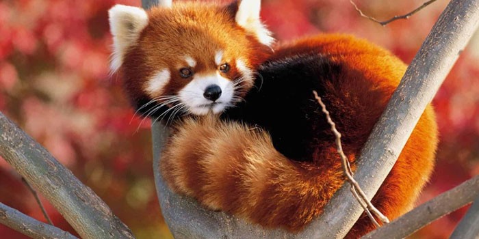 Красная панда