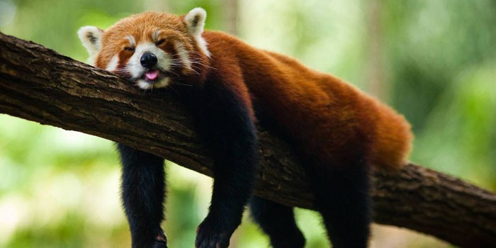 Животное спит на дереве