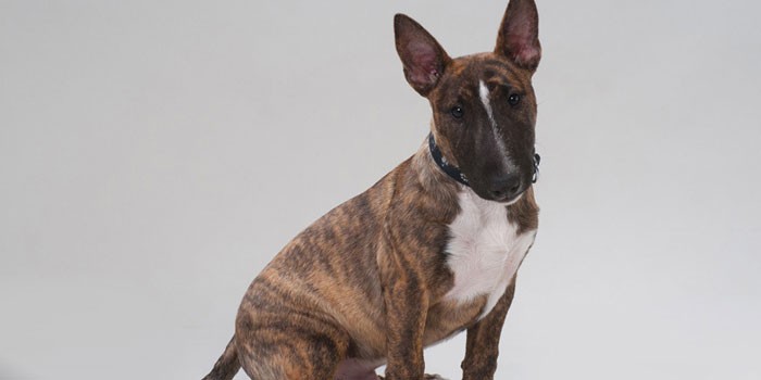 Тигровая собака