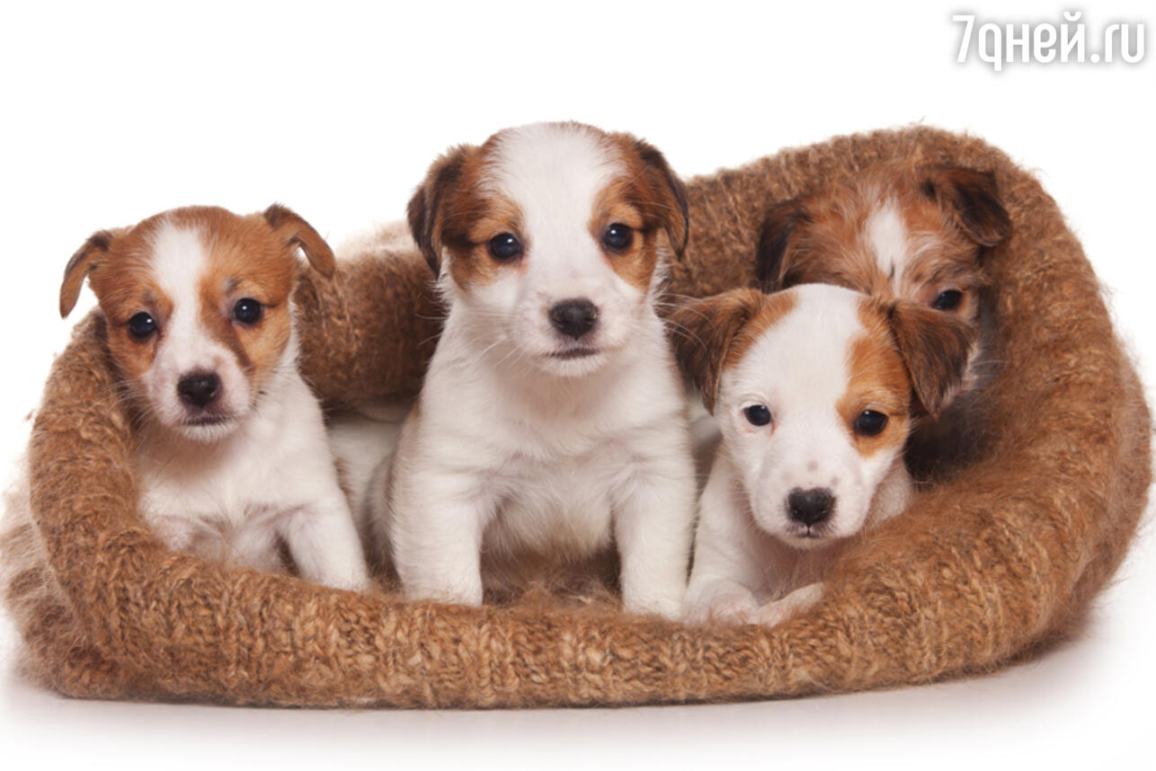 Джек-рассел-терьер - фото