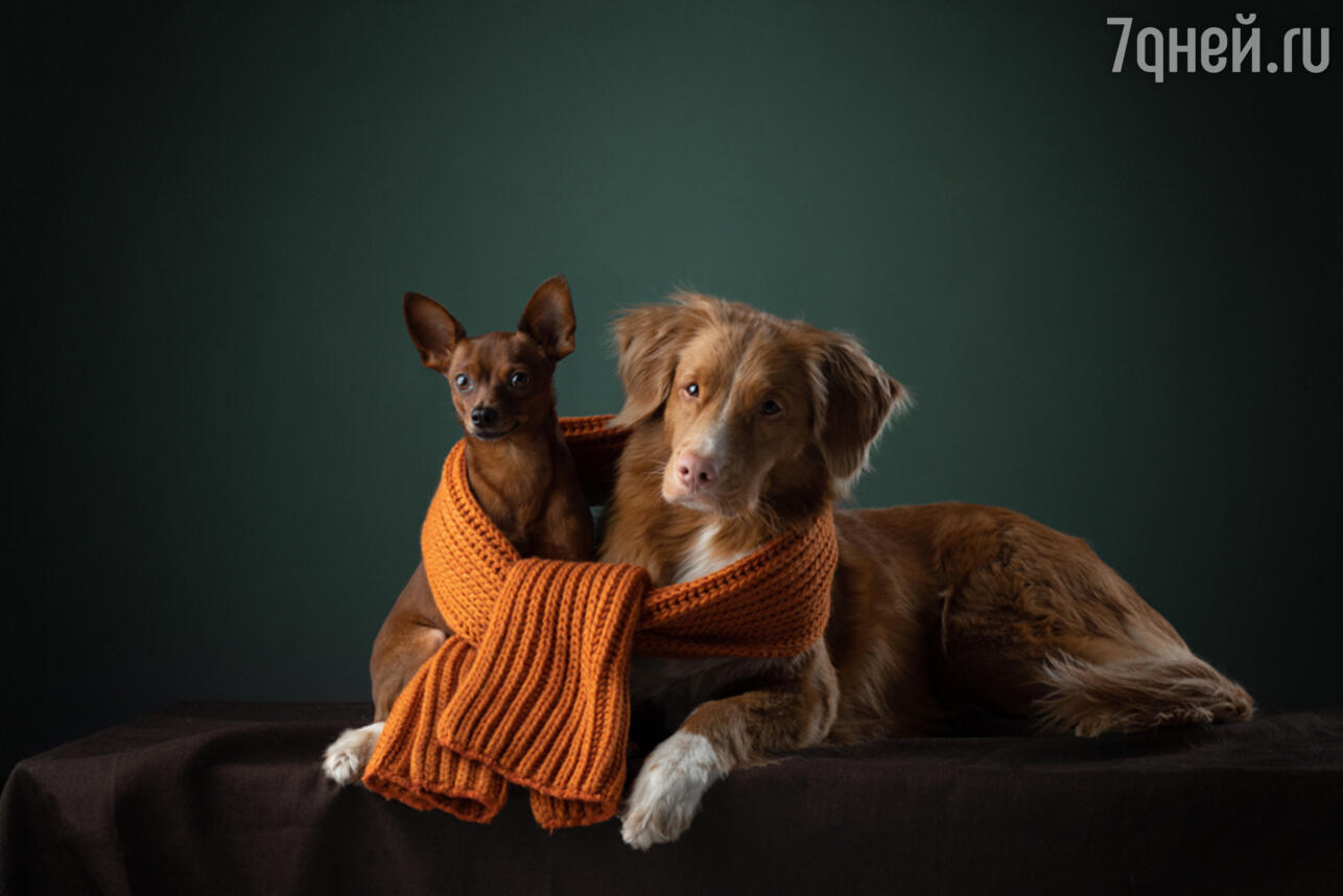 Русский той-терьер. Фото