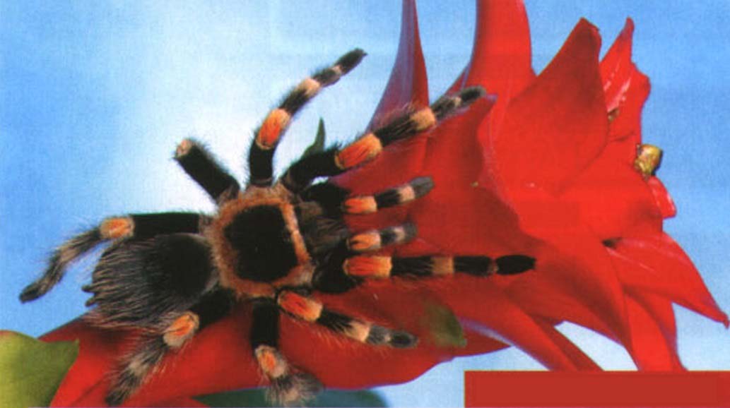 У многих тарантулов на брюшке есть огненные волоски, которыми паук атакует врага в случае опасности. Потирая брюхо ногами, он выбрасывает в воздух тысячи волосков, которые впиваются в агрессора, вызывая покраснение и сильный зуд кожи и слизистых оболочек.