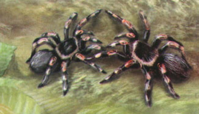 Во время спаривания тела партнеров приподнимаются, а передние ноги соединяются в любовных объятиях.