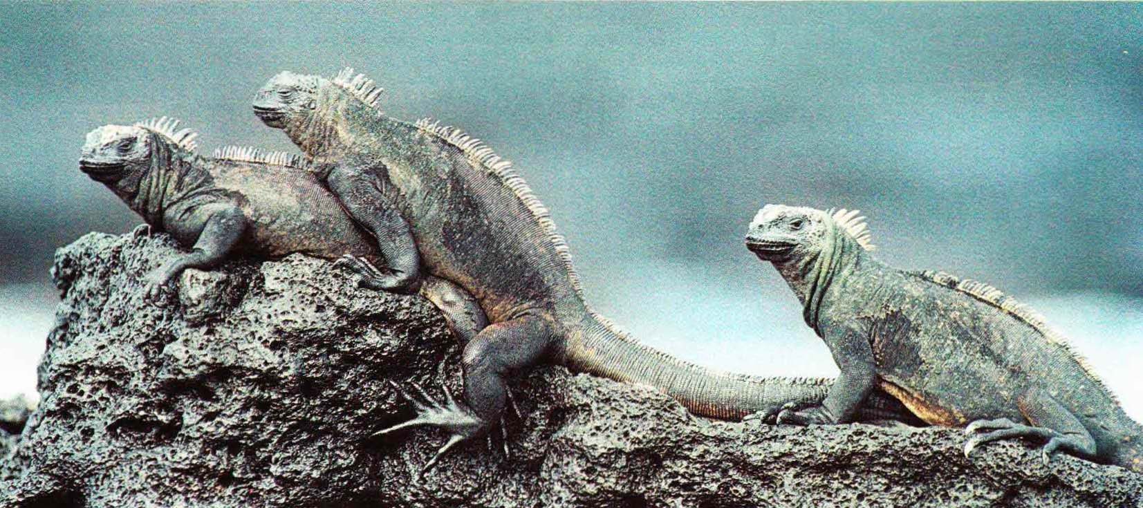 Брачный период морских игуан длится с октября до конца января.