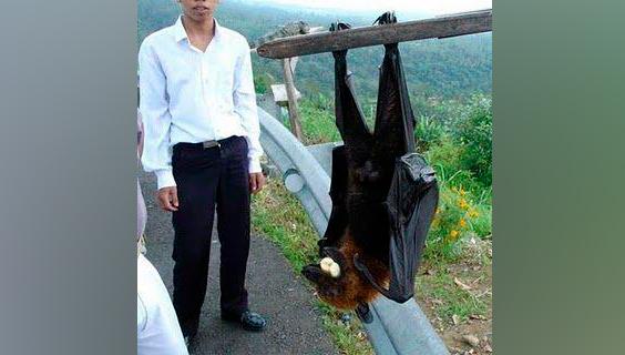 Фото © twitter.com/lyle abner