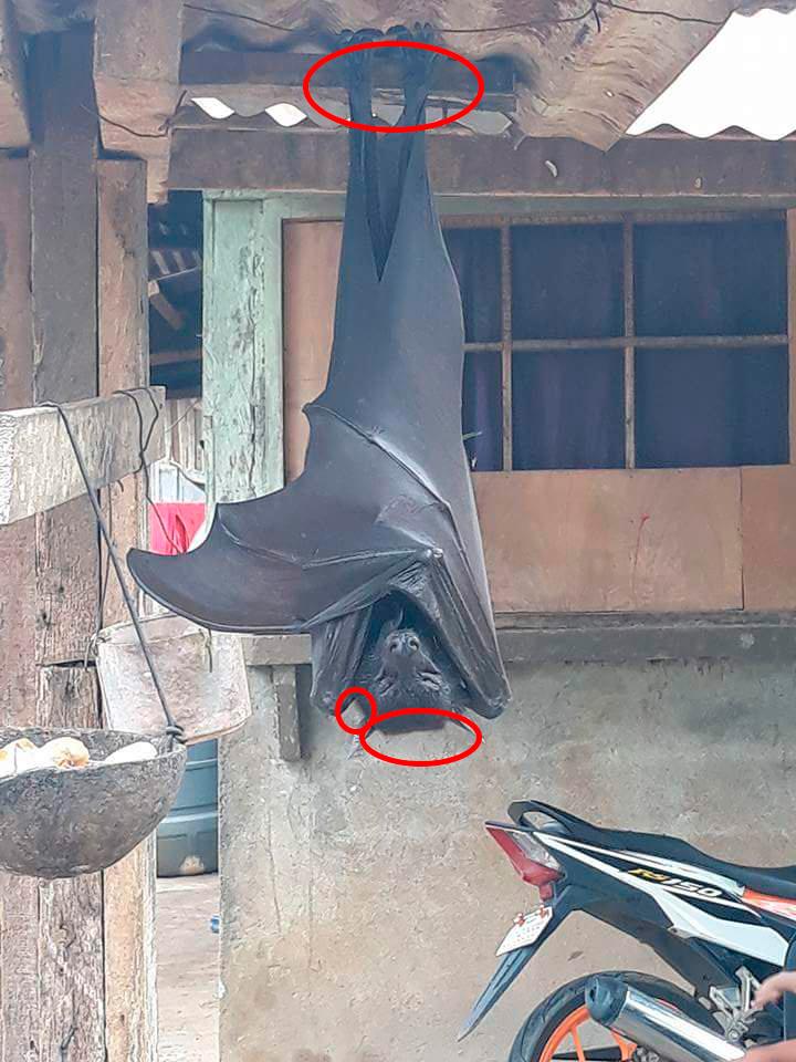 Фото © Твиттер / AlexJoestar622