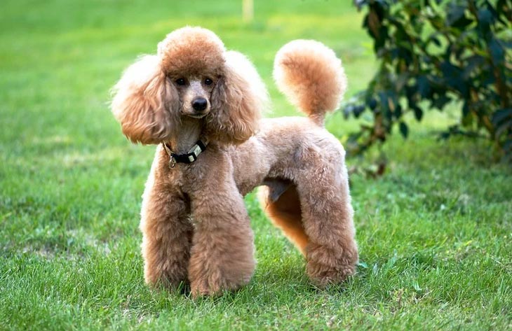 Самые добрые и ласковые породы собак в мире