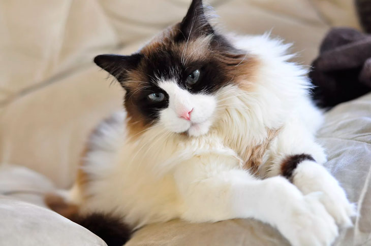 Редкие, необычные и потрясающе эффектные: топ-10 самых красивых