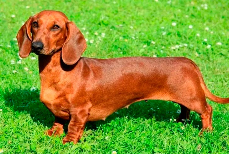 Самые добрые и ласковые породы собак в мире