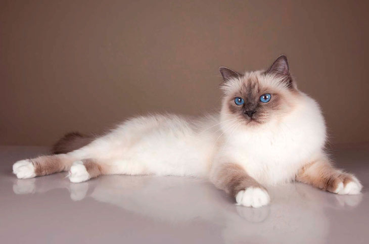 Самые ласковые породы кошек