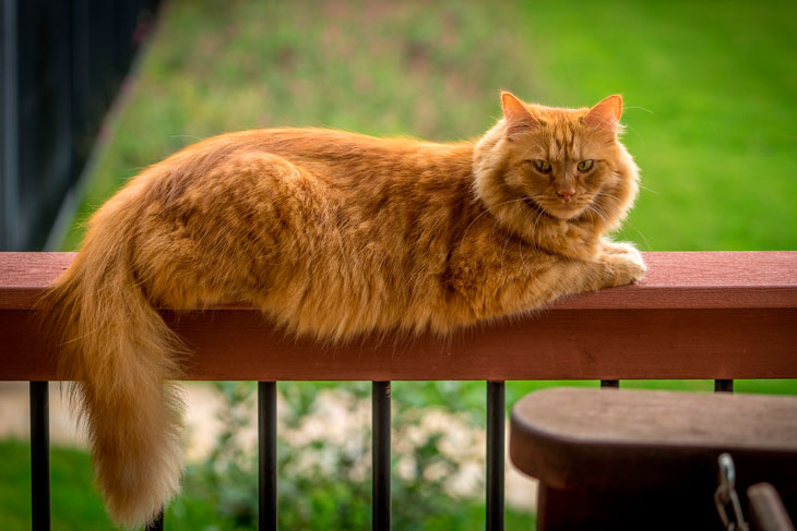 Самые ласковые породы кошек