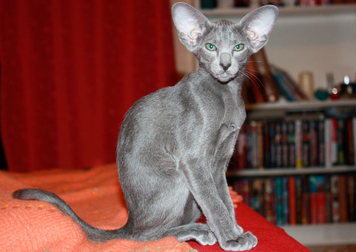 Самые ласковые породы кошек