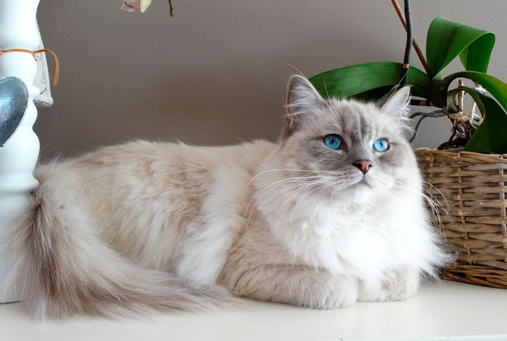 Самые ласковые породы кошек