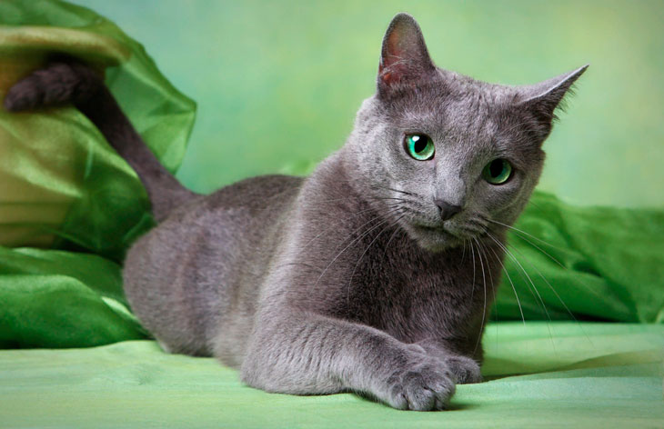 Самые ласковые породы кошек