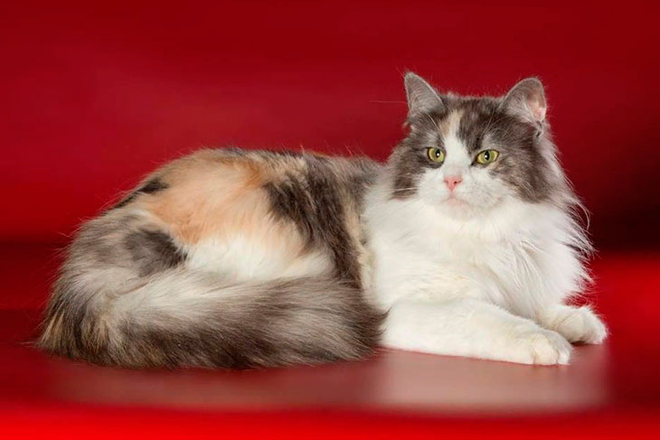 Самые ласковые породы кошек