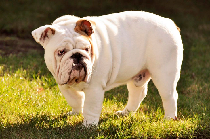 Самые добрые и ласковые породы собак в мире