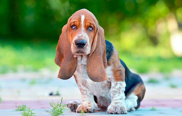 Самые добрые и ласковые породы собак в мире