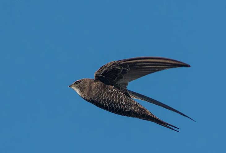 Самые быстрые птицы в мире