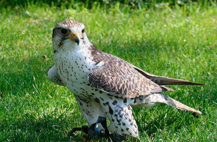 Самые быстрые птицы в мире