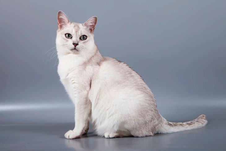 Самые ласковые породы кошек