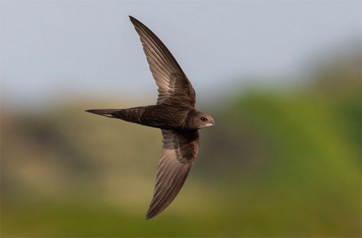 Самые быстрые птицы в мире