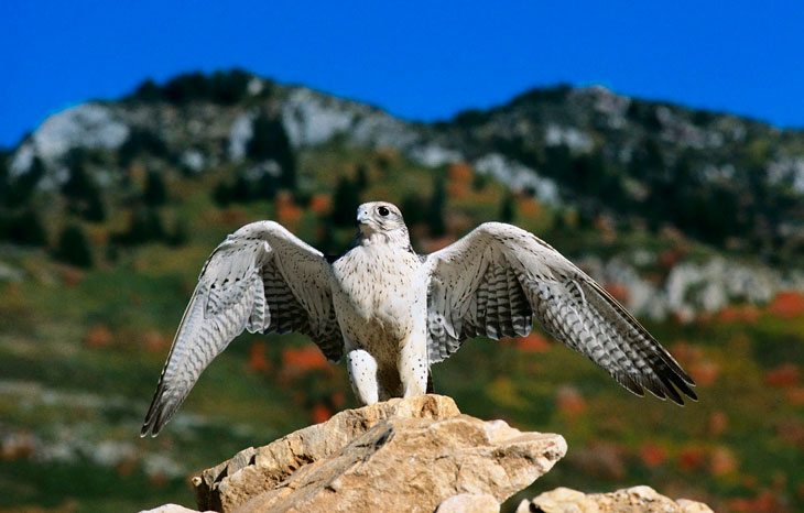 Самые быстрые птицы в мире