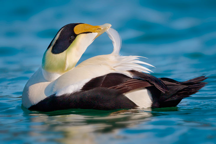 Самые быстрые птицы в мире