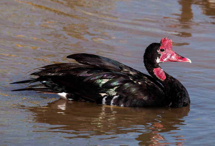 Самые быстрые птицы в мире