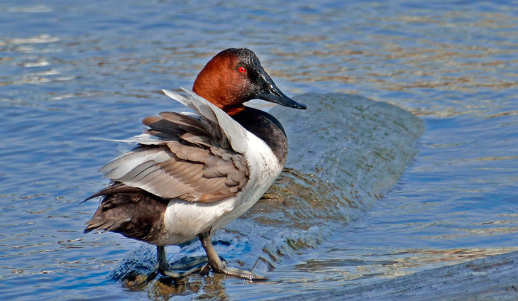 Самые быстрые птицы в мире