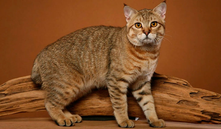 Самые ласковые породы кошек