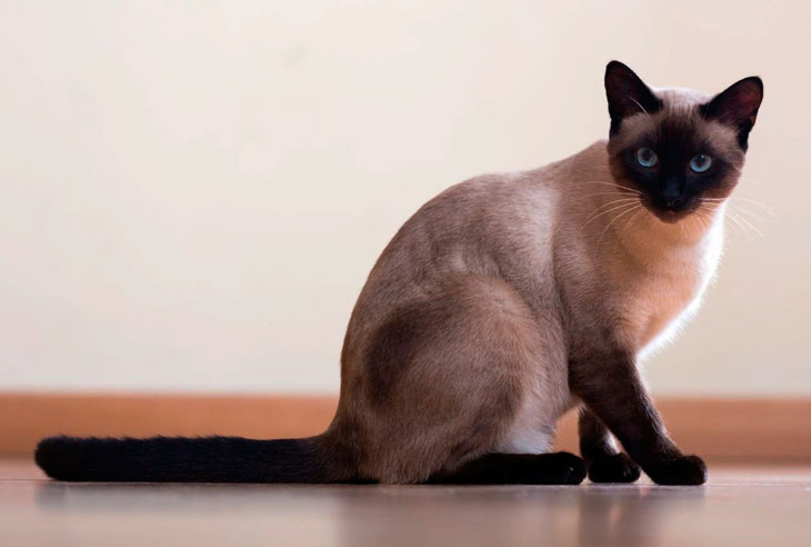 Самые ласковые породы кошек