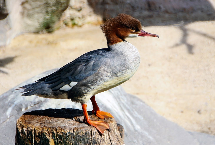 Самые быстрые птицы в мире