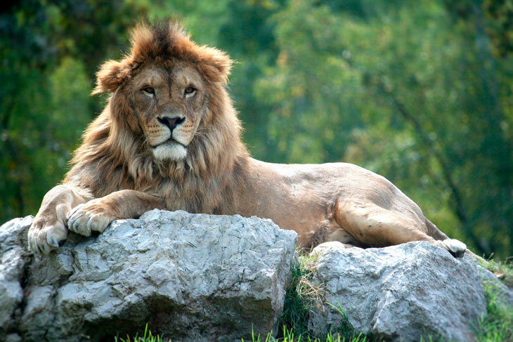 Самые быстрые животные в мире