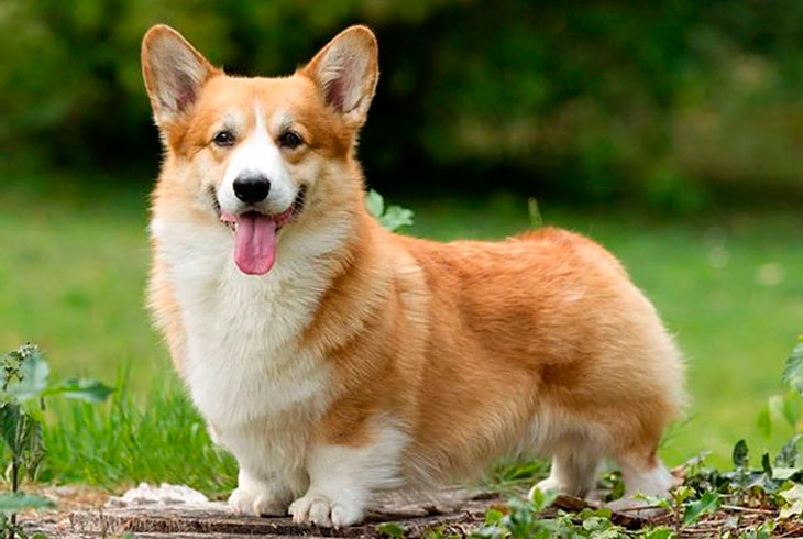 Самые умные породы собак: рейтинг по интеллекту