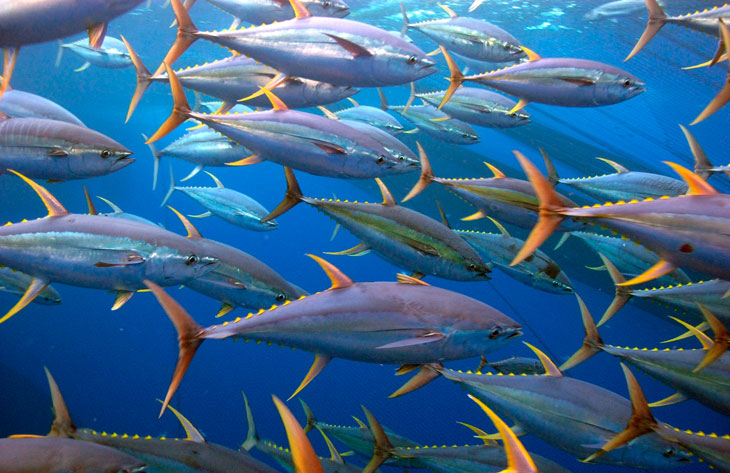 Самые быстрые животные в мире